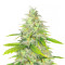 Unknown Kush Early Version (Delicious Seeds) Cannabis-Samen