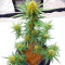 Ztrawberriez Auto feminisierte Samen (Fast Buds)