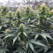 Northern Lights 10 of 10 feminisierte Samen (Seedkeepers)