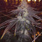 501st OG Regular (Rare Dankness Seeds) Cannabis-Samen