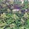 Lemon Skunk (GHS) Cannabis-Samen