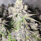Auto Purple Gorilla (Short Stuff Seeds) Cannabis-Samen
