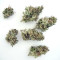 BCN Power Plant Autoflower (Seedstockers) Cannabis-Samen