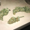 Buddha Deimos Auto regular (Buddha Seeds) Cannabis-Samen