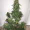 CBD Lemon Potion Auto (Barney's Farm) Cannabis-Samen