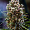 Critical Kush regular (Barney's Farm) Cannabis-Samen