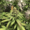 HulkBerry strain