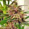 Malawi x PCK (Ace Seeds) Cannabis-Samen