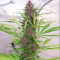 Malawi x PCK (Ace Seeds) Cannabis-Samen