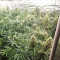 Malawi x Panama (Ace Seeds) Cannabis-Samen
