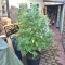 Mangobiche Kush Regular (CannaBioGen) Cannabis-Samen