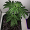 Old Dirty Biker regular (Karma Genetics) Cannabis-Samen