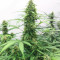 Orange Buddy Auto-Samen (Herbies Seeds)