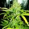Original Auto Skunk (Fast Buds) Cannabis-Samen