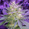 Pina Rita regular (TGA Subcool Seeds / SubCool’s The Dank) Cannabis-Samen