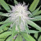 Strawberry Banana (Big Head Seeds) Cannabis-Samen