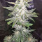 Strawberry Banana (Big Head Seeds) Cannabis-Samen