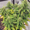 Strawberry Gum (Advanced Seeds) Cannabis-Samen