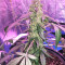 Super Auto Lemon Haze (Original Sensible Seeds) Cannabis-Samen