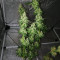 Sweet ZZ (Sweet Z) (RQS) Cannabis-Samen