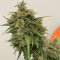 Tangie'matic Auto feminisierte Samen (Fast Buds)