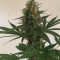 Critical Auto (Xtreme Seeds) Cannabis-Samen