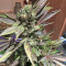 U - Pink Kush (Dr. Underground) Cannabis-Samen