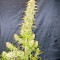 Zamaldelica regular (Ace Seeds) Cannabis-Samen