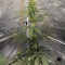 Zombie Kush (Ripper Seeds) Cannabis-Samen
