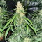 Auto GG#4 Original Glue F1 feminisierte Samen (Seedkeepers)
