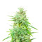 Blackwater feminisierte Samen (Original Sensible Seeds)