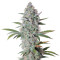 Bruce Banner Auto (Cali Buds Seeds) Cannabis-Samen