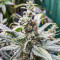 Critical Amnesia feminisierte Samen (AlphaFem Seeds)