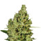 Delahaze (Paradise Seeds) Cannabis-Samen
