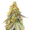 Girl Scout Cookies Fast Version feminisierte Samen (EGS)