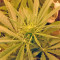 NL5 Haze Mist (GHS) Cannabis-Samen