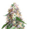 OG Kush (Kera Seeds) Cannabis-Samen