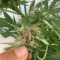 LSD Auto Cannabis-Samen Kaufen