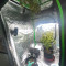 Kaufe Godzilla Cookies Auto Samen feminisiert von Herbies Seeds