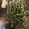 Kaufe Purple Juice Auto Samen feminisiert von Herbies Seeds