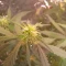 Tangie'matic Auto (Fast Buds) Cannabis-Samen zu verkaufen