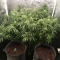 Gorilla Cookies Auto (Fast Buds) Cannabis-Samen zu verkaufen