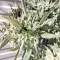 Gelato Auto Cannabis-Samen Kaufen