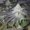 Dos Si Dos 33 (Barney's Farm) Cannabis-Samen zu verkaufen