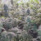 Jack Herer (GHS) Cannabis-Samen zu verkaufen