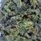 Kaufe Blackberry Moonrocks Samen feminisiert von AlphaFem Seeds