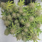 Z Auto Cannabis-Samen Kaufen