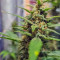 Original Auto Sour Diesel (Fast Buds) Cannabis-Samen zu verkaufen