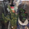 Fruit Punch Auto (Heavyweight Seeds) Cannabis-Samen zu verkaufen