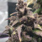 Blackberry Auto Cannabis-Samen Kaufen